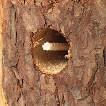 Swedish Fire Log 3-Pack