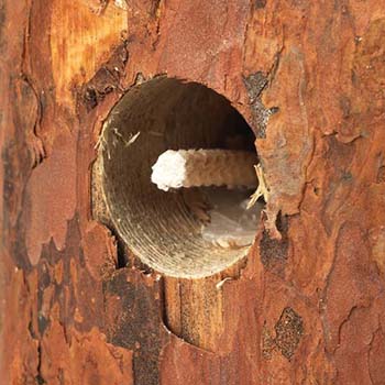 Swedish Log Candle 3-Pack